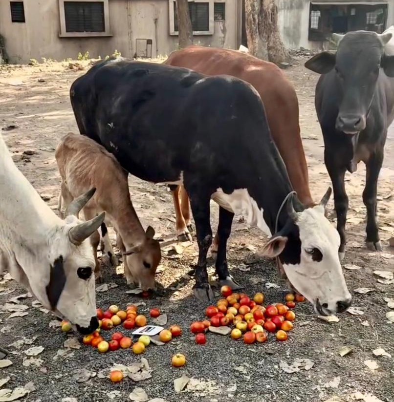 Gau Seva (Cow Care & Welfare)