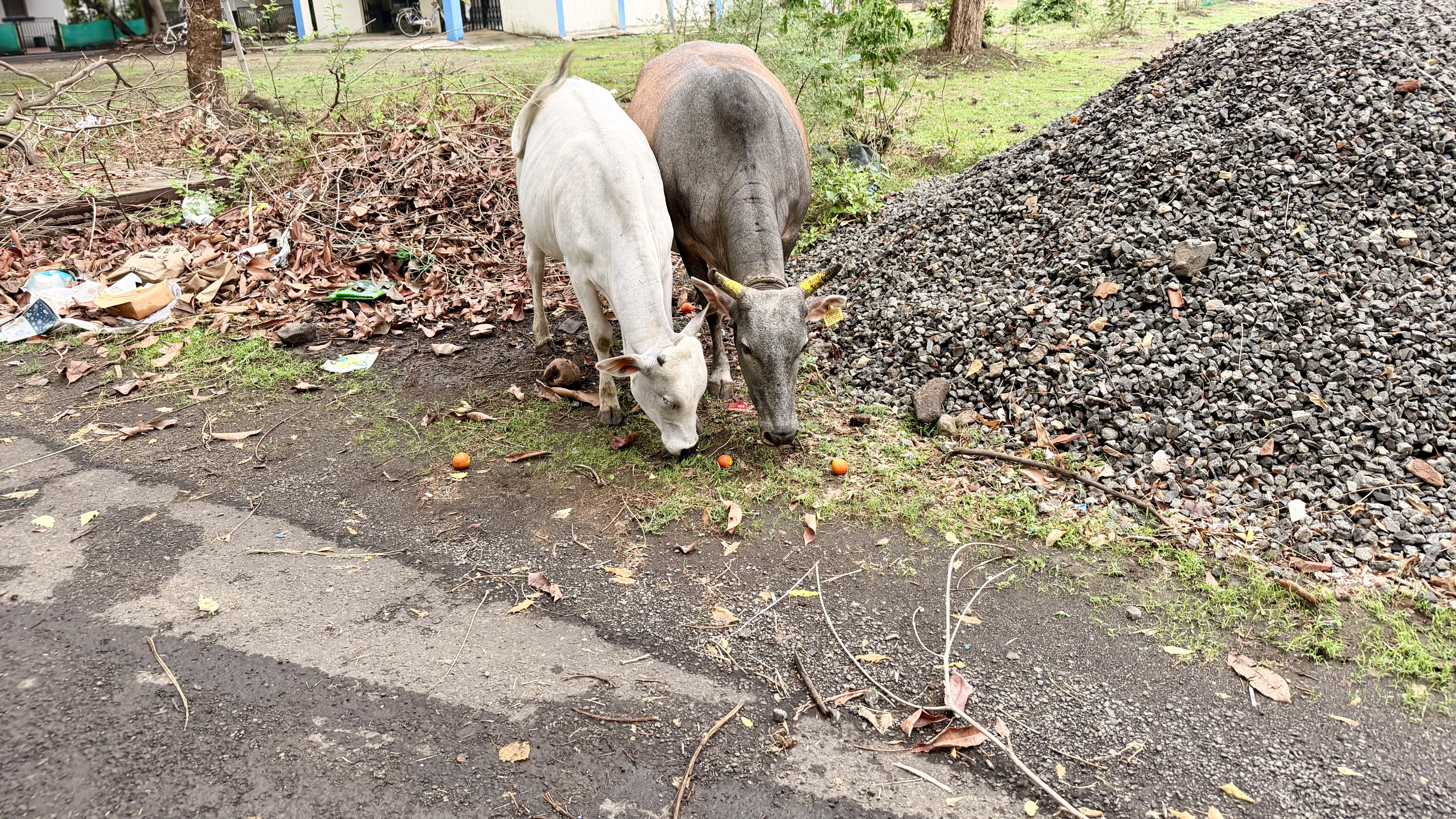 Sponsor a meal for Cow 