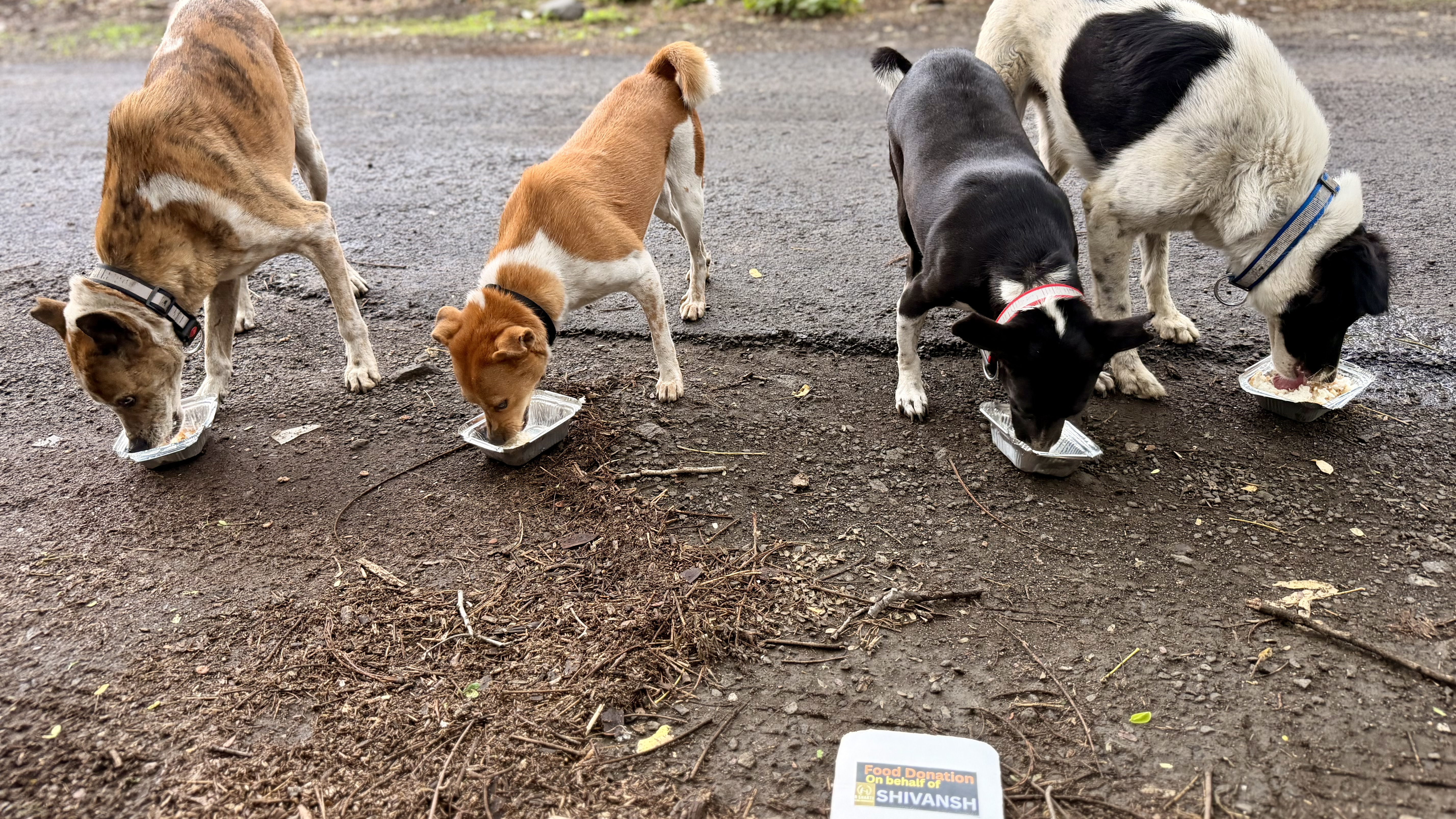 Sponsor a meal to street dog