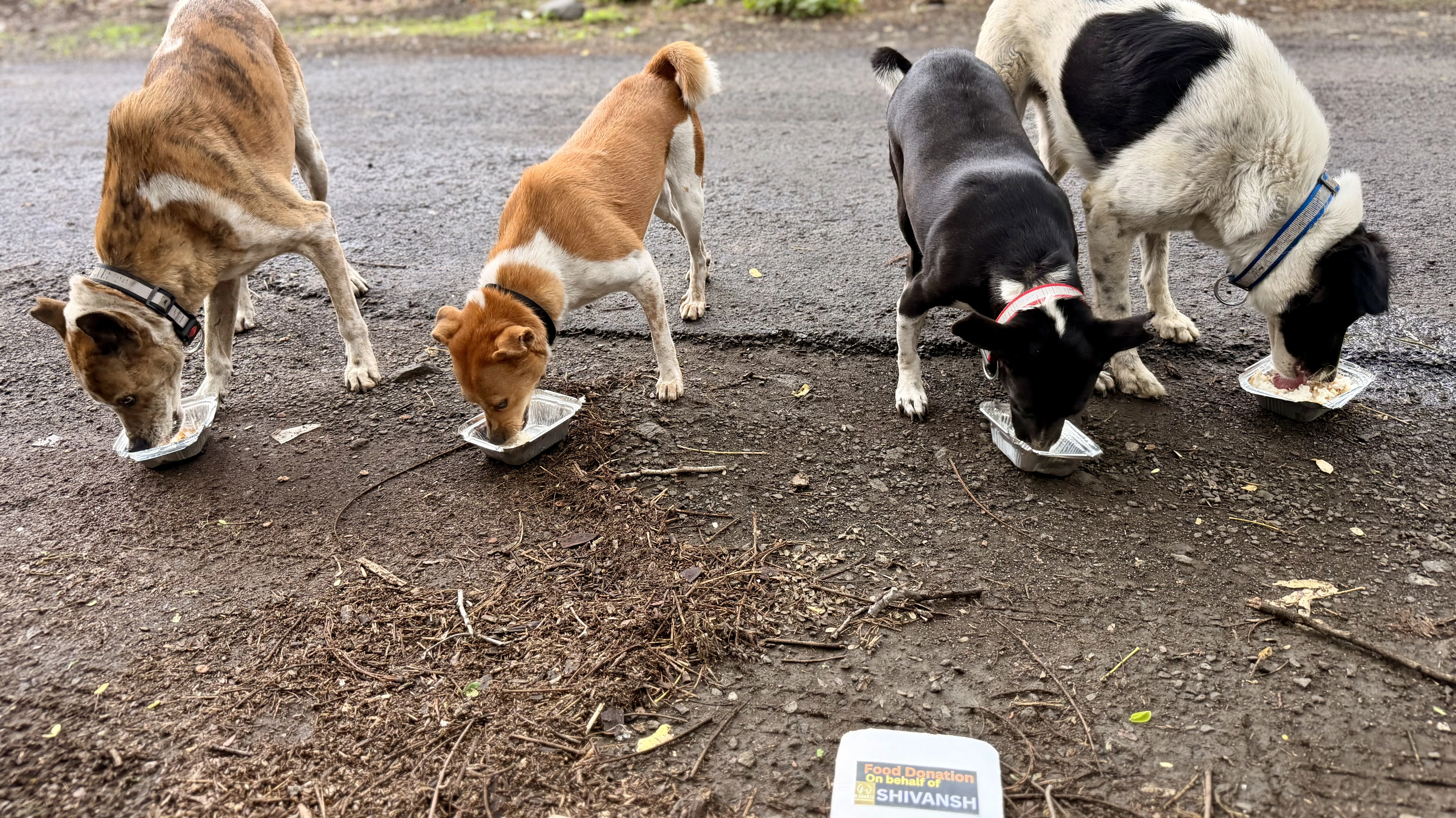 Sponsor a meal to street dog