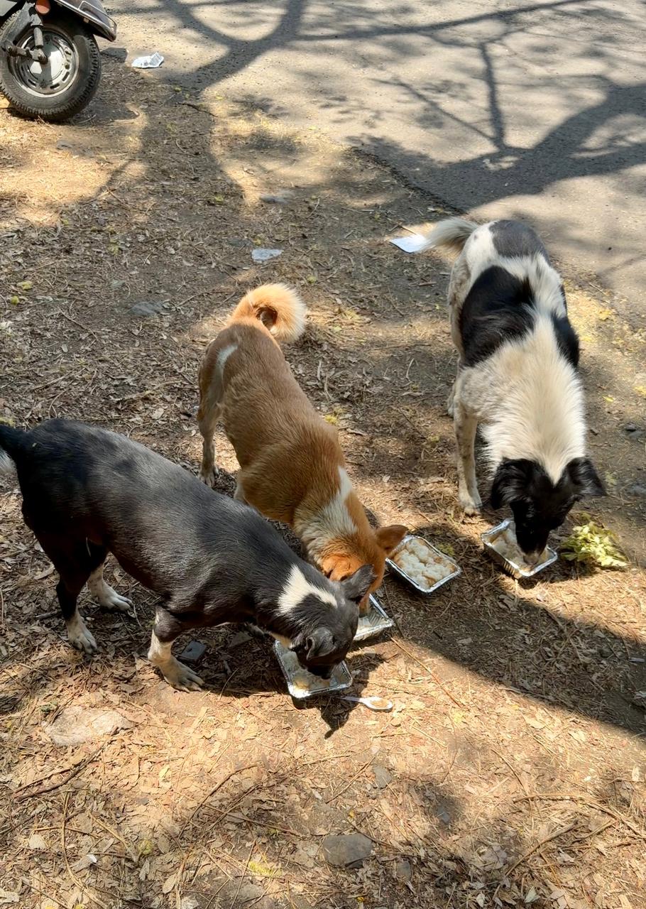 Daily dog-feed round — Sitabuldi area, Nagpur